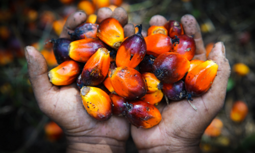 Palm oil