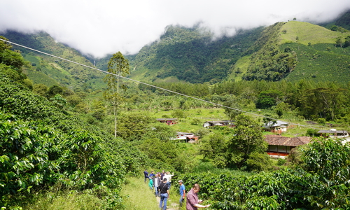 Coffee plantation