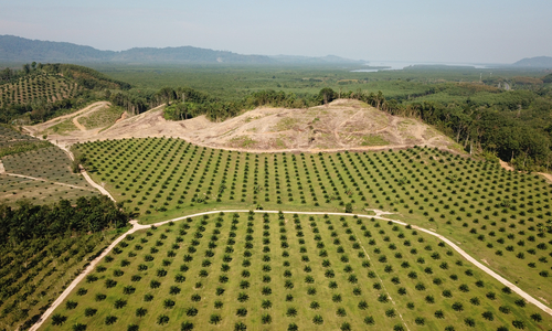 An aerial photo of the environmental damage caused by a Palm Oil plantation in Southeast Asia