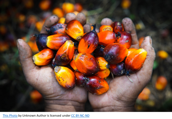 Palm oil