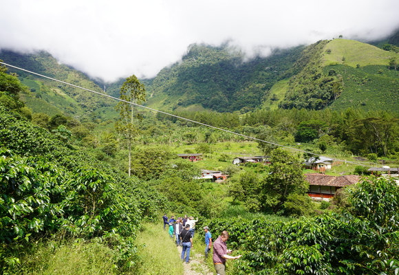 Coffee plantation