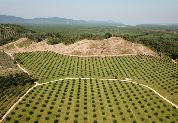 An aerial photo of the environmental damage caused by a Palm Oil plantation in Southeast Asia